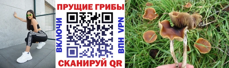 Псилоцибиновые грибы GOLDEN TEACHER  Екатеринбург 